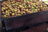 Apples For Sparkling Apple Cider