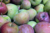 Apples Freshly Picked