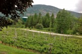 Columbia Gardens Vinyard