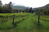 Columbia Gardens Vinyard 3