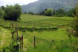 Columbia Gardens Vinyard 5