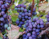 Columbia Gardens Winery’s Participation in Local Wine Show