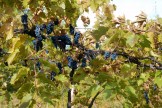 Grapes On Vine