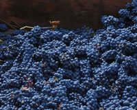 Darin De Jager Featured in Trail Times Newspaper