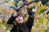 Picking Grapes in the Vineyard