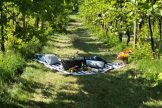 picnic in vineyard